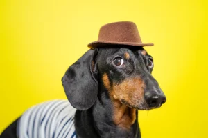 Dachshund Personality
