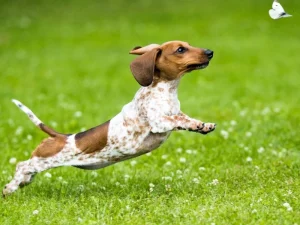 Piebald Dachsund
