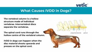 IVDD in dachshunds