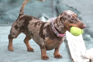 Dapple Dachshund